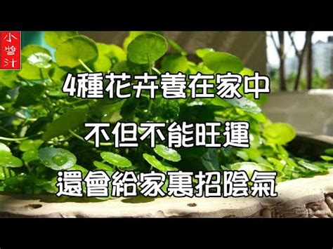 石蓮花風水